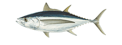 albacore tuna