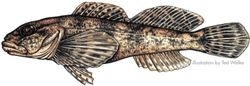 bigmouth sculpin